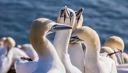 bwin体育-官方：萨卡与阿森纳完成续约 新合同至2031年