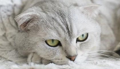 女足亚洲杯：韩国队胜菲律宾队 澳大利亚队胜伊朗队|伊朗足球队|韩国女足|小组|领先|福勒_新浪新闻